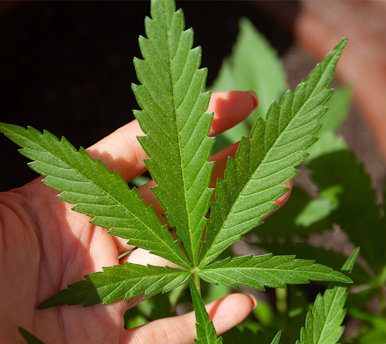 充分利用我省药材主产区优势，以乐发v111种植资源和中药材规范化标准..